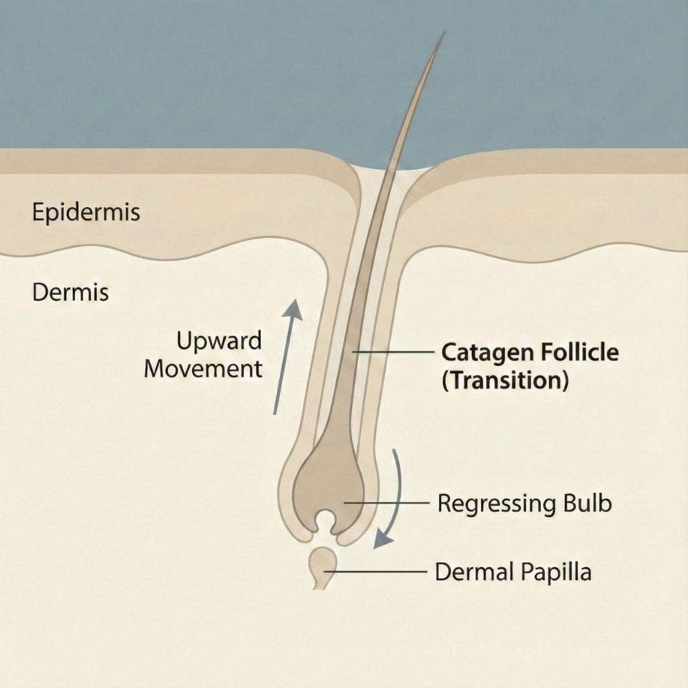 Catagene overgangsfase van de haargroeicyclus met regressie van de haarwortel.